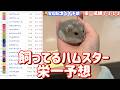 競馬予想【GⅠ安田記念🐎 2026.6.7】10連続馬券内へ！まさかおまえ・・・