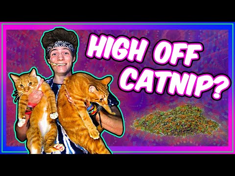 Video: Catnip Herbal Siv: Yuav Ua Li Cas Nrog Catnip Hauv Lub Vaj