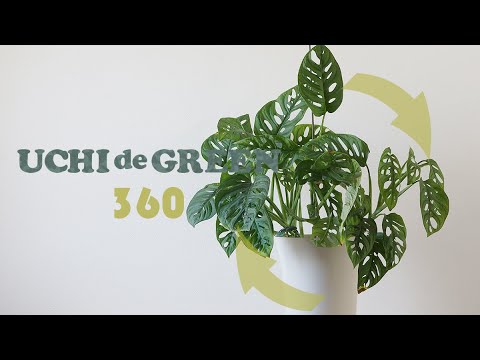 マドカズラのご紹介 Uchi De Green ウチデグリーン Youtube