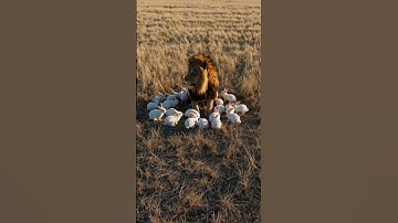Huge Lion Overwhelmed by Adorable Tiny Animals! #AI #Sora #OpenAI