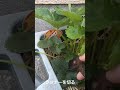 イチゴの実を大きくするために