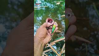 Lucana Handmade Frog Toxic - Indonesia.