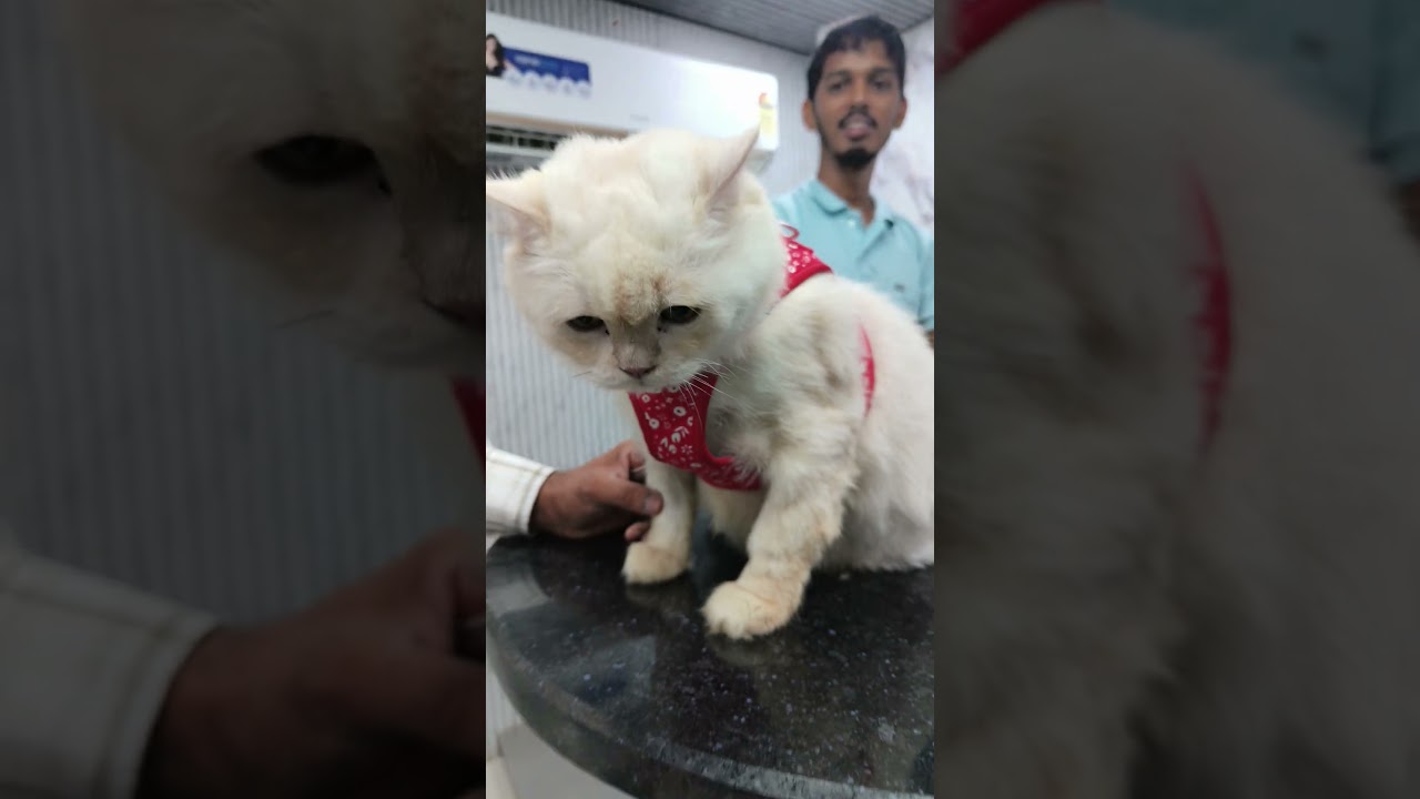 How to do cat deworming 😻