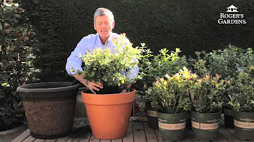 Where do California blueberries come from?