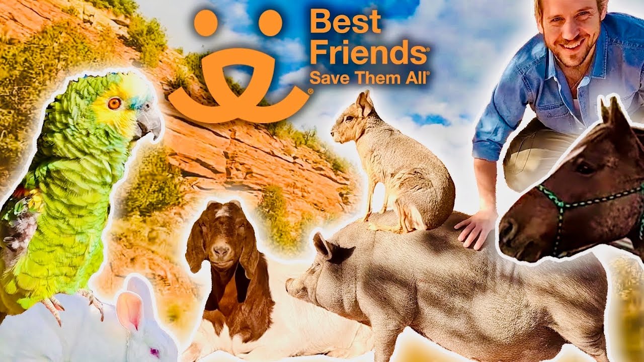 Посещение самого крутого приюта для животных в Америке | Industry Plant S2E3