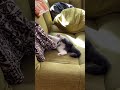 今日の癒し(ふく)11/24 #shorts