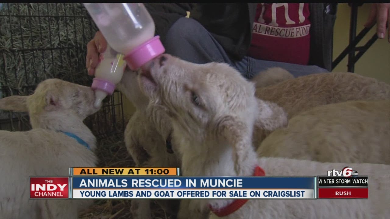 Online ad leads to rescue of 8 baby lambs, goat