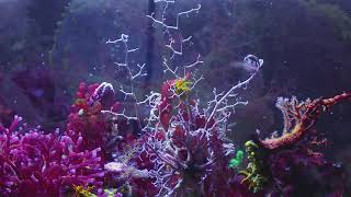 Macroalgae Garden screenshot 3