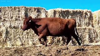 2025 Fall Sale Registered Cow Lot 9A - D126