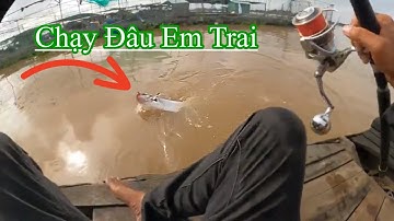 Câu cá vồ đém thiên nhiên trên sông tiền // Săn cá vồ đém sông tiền