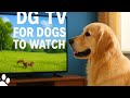 🐶 Dog TV for Dogs to Watch