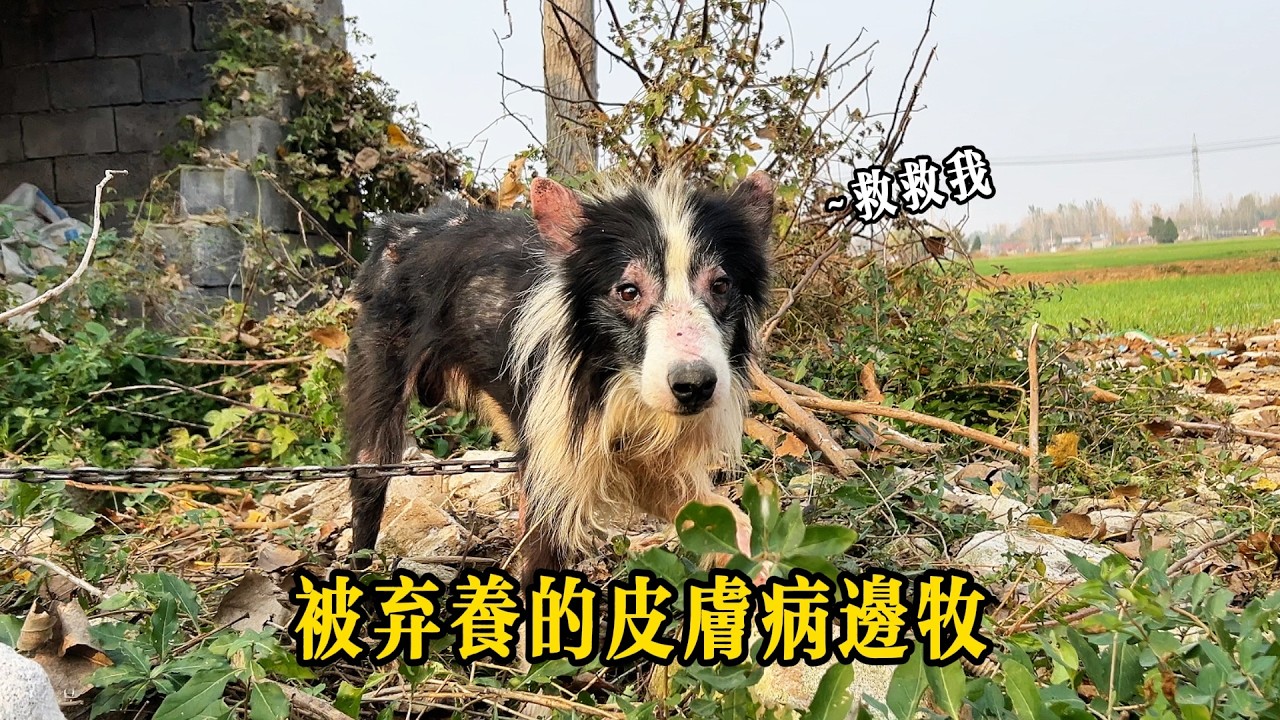 邊牧因患皮膚病被遺棄，主人只留下字條，驚恐無助的模樣叫人心疼