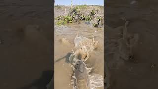 Download Lagu Amazing Muddy Water Village Fishing Video During Dry Season #bigfish #fishing #fish #fishingvideo MP3