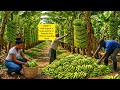 Secret on how to grow a large quantity of plaintain farm without spending much #gardening #farming