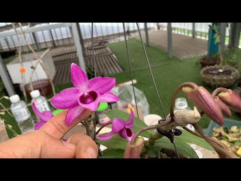 Video Trầm lại 1 chút đi! Cảm ơn vì Trẩu Tre chửi nhiều quá!... - youtube