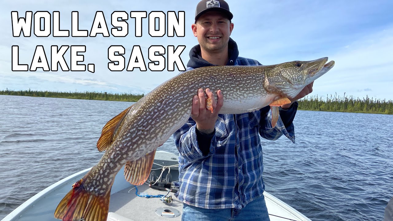 Wollaston Lake Fishing Trip, Northern Saskatchewan YouTube