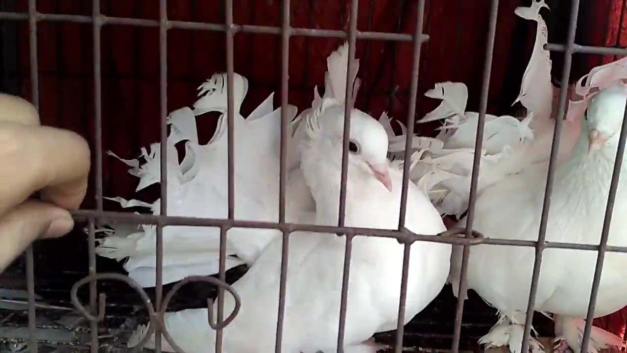 Lakka pigeon Lakka Fancy Pigeon of Bangladesh Fancy Pigeon Fantail