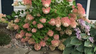 Pruning back Bobo and Little Lamb Hydrangea