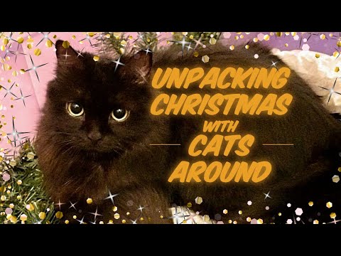 Unpacking Christmas Decorations with Cats Around