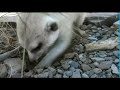Van der Meerkats Snakes and Scorpions for Breakfast