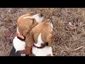 Rabbit hunting with beagles 1/18/20