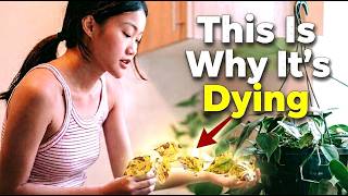 Why Your Houseplant Looks Sad: 5 Hidden Signs of Low Light