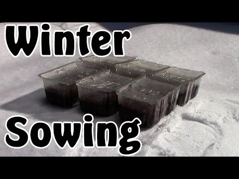 ვიდეო: შამფურის ზამთრის თესვა