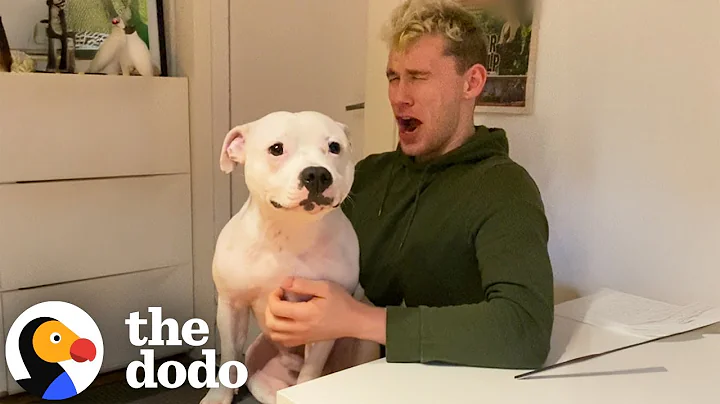 Pittie Is Obsessed With His Wild And Crazy Uncle | The Dodo