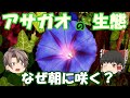 【ゆっくり解説】アサガオはなぜ朝に咲くのか？ヒルガオ・ユウガオ・ヨルガオとの違いは？