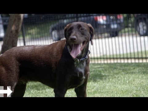 वीडियो: कुत्तों में बेबेसिया: लक्षण, कारण, निदान, कैनाइन बेबेसिया संक्रमण का उपचार