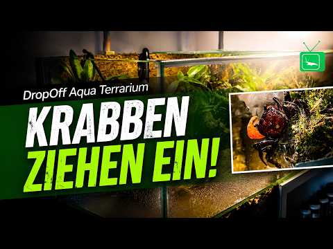 DROPOFF AQUARIUM | ES ZIEHEN TIERE EIN *-* | GarnelenTv