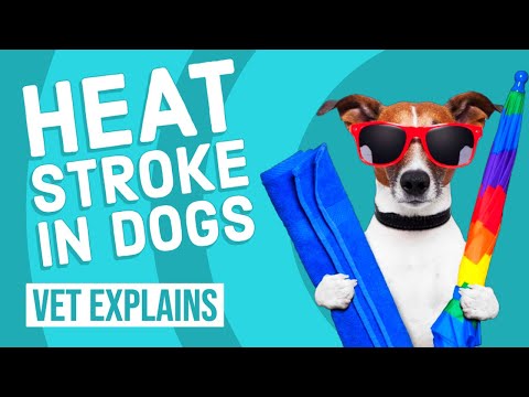 वीडियो: हीट स्ट्रोक का कुत्तों पर घातक प्रभाव