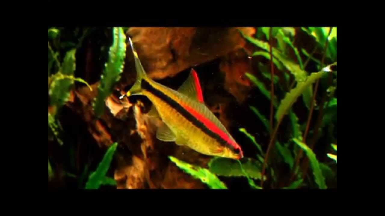 Rotstrichbarben und  Boesemani im Asien Becken