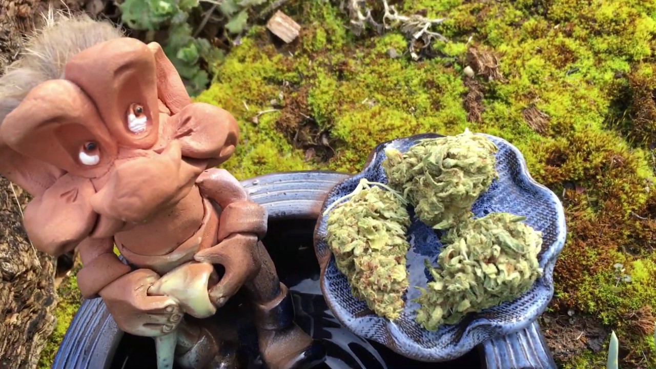 Strain Review Tilray 10/10 Video Nr. 2. Ch.-B: N000000 6975 Mikroskop (10-80X)