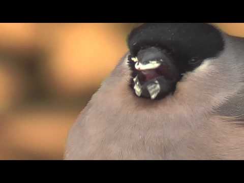 funny-fat-bird-from-finland-1