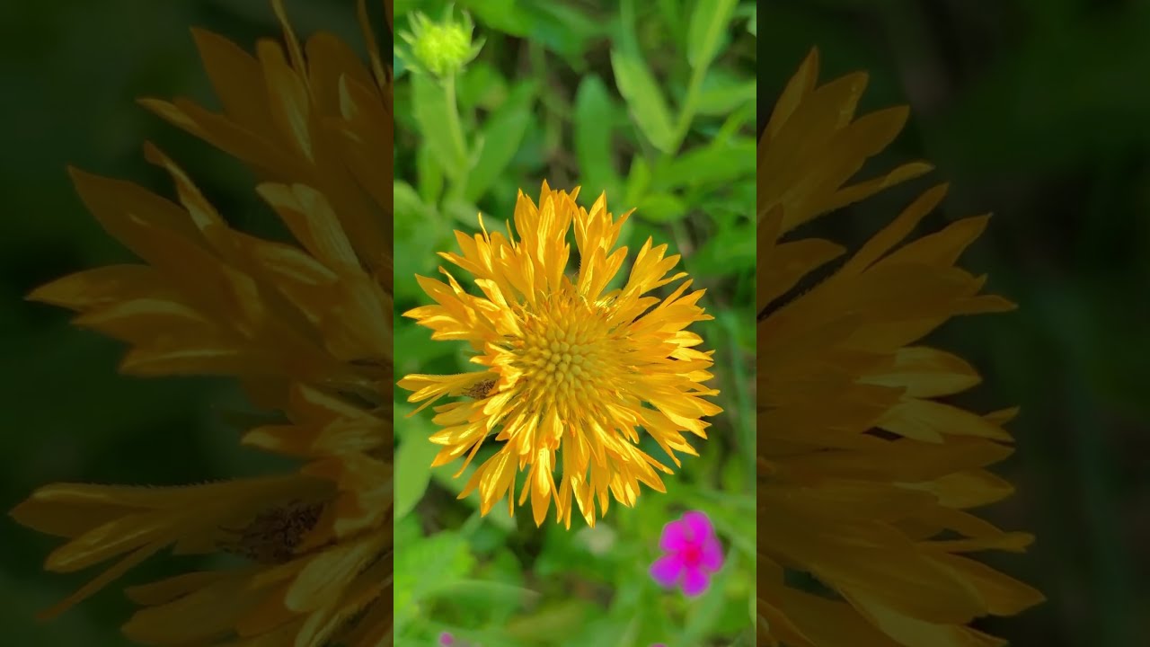 Beautiful Flowers Life Garden Gardening Plants Nature Flower Lotusflower