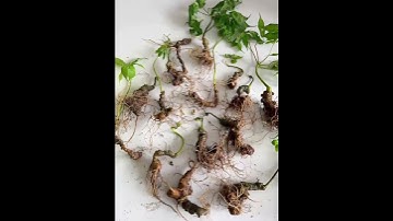 5 Lạng củ sâm Ngọc linh rừng bao kiểm định mọi viện mời các bác siêu tầm báo 0377965679 e Nguyệt