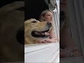 Doggy kissing booth? Golden retriever spreads joy one smooch at a time