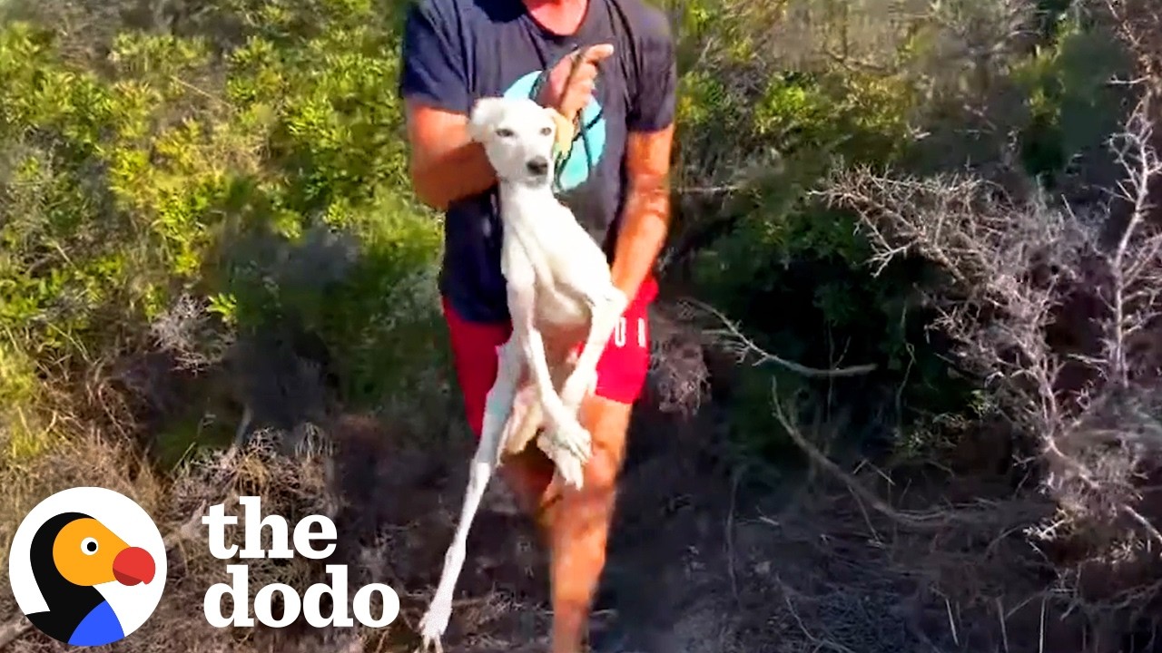 The Dodo