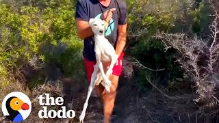 starving skeleton dog still ran every person she met dodo