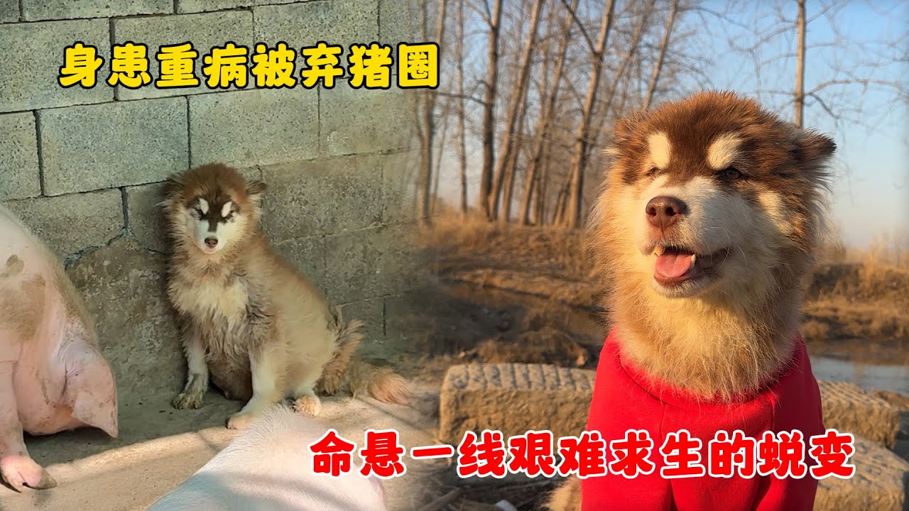 患病的腹水狗被主人棄養豬圈，挺著碩大的肚子與豬生活，太可憐了