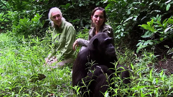 Wounda's Journey - Jane Goodall Witnesses Release of Chimpanzee Into New Island Sanctuary Site
