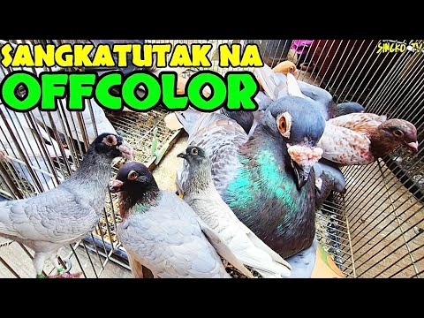 SANGKATUTAK NA OFFCOLOR! may nakita akong maganda!