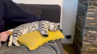 Lynxland Tomoe - @silverbengal silver bengal kitten - 5 month old