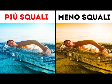 Video: Come Sopravvivere Quando Si Incontra Uno Squalo