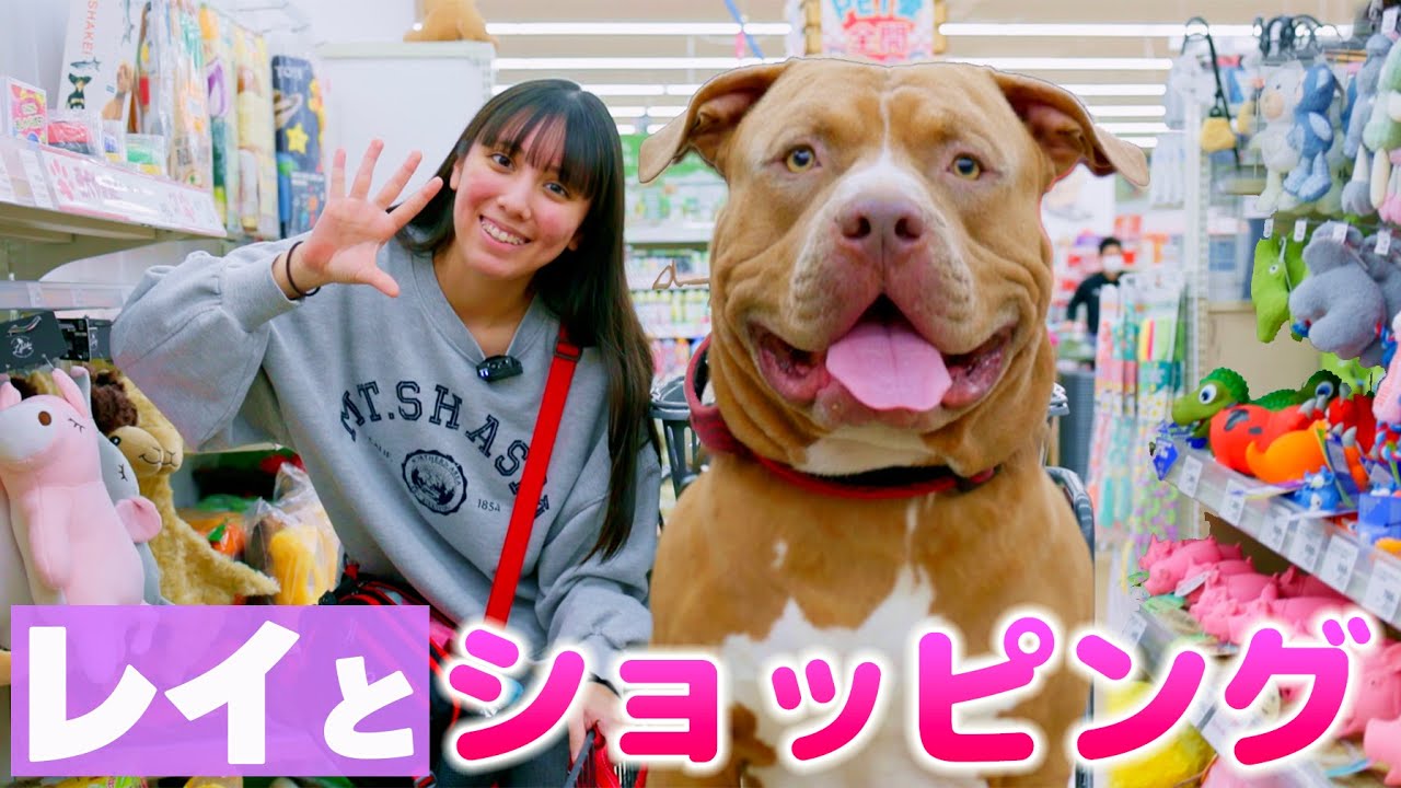 レイとロッキーパパの誕プレ探し！超モテモテ！どんなプレゼント選んだの？【アメリカンピットブル】