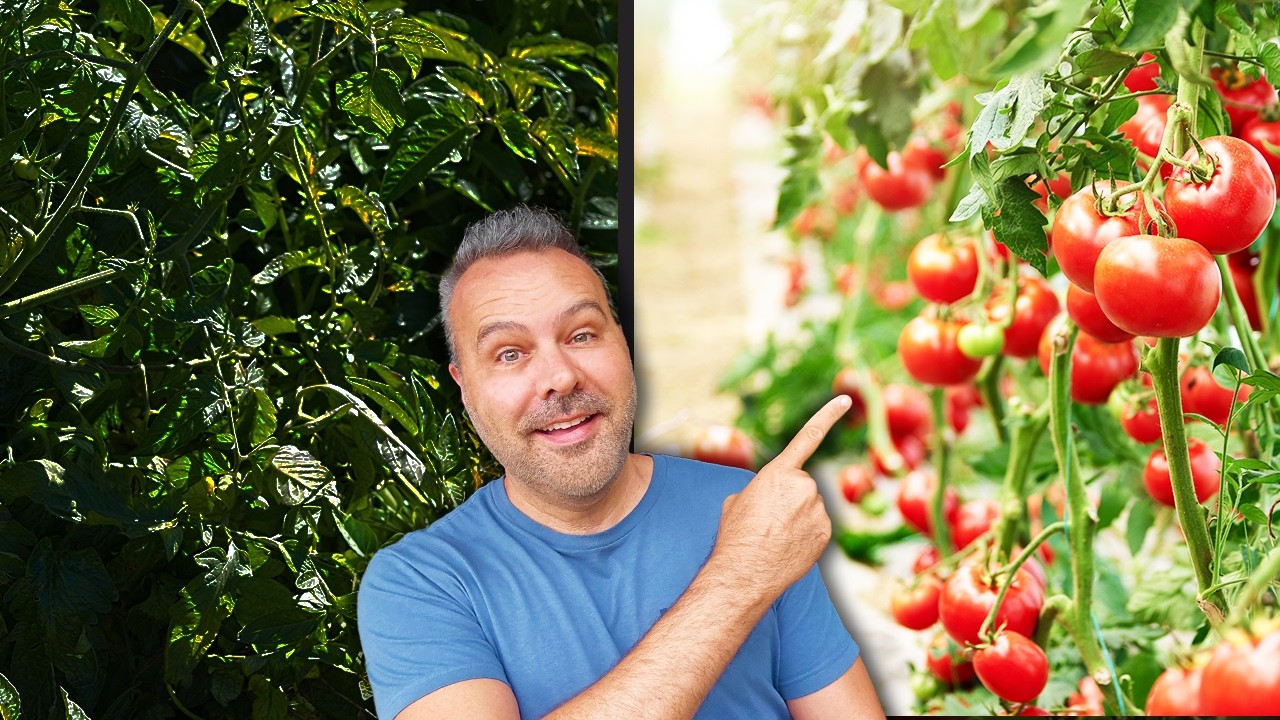 How to Grow Tomatoes (NOT Leaves) | The Complete Guide