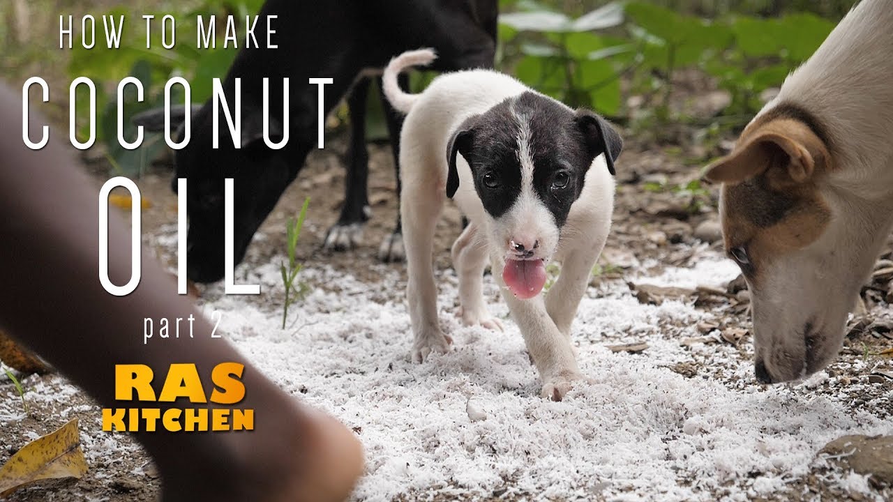 Coconut Squeezing! Ras Kitchen Coconut Oil on the way