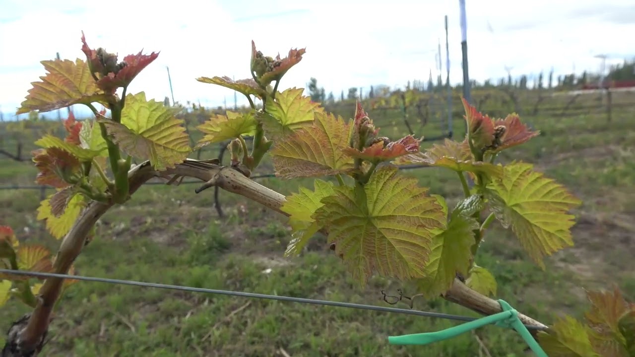 სპეციალისტის რჩევები ვენახის მოვლაში, 10.05.2022