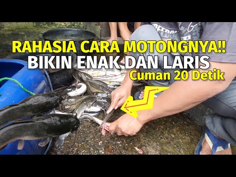 Cara Memotong dan Membersihkan Lele dengan Mudah dan Benar